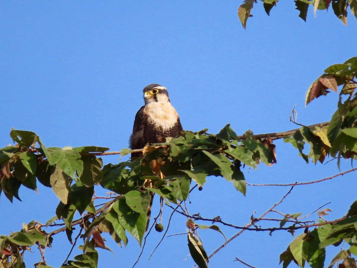 Halcón Aleto - ML156309381