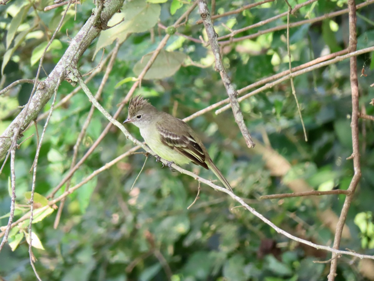 Fiofío Ventriamarillo - ML156309561