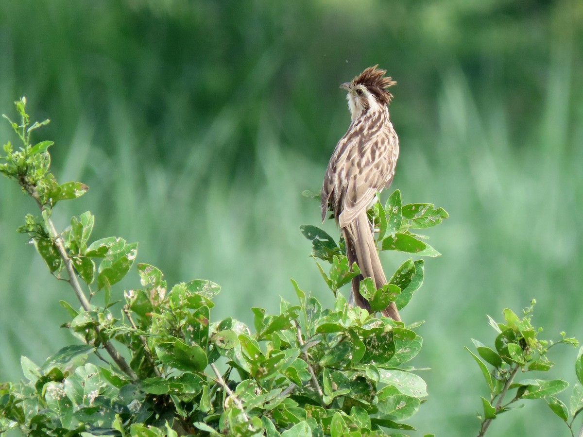 Cuclillo Crespín - ML156309941