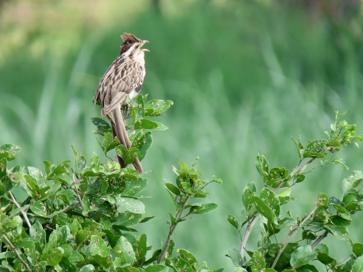 Cuclillo Crespín - ML156309961