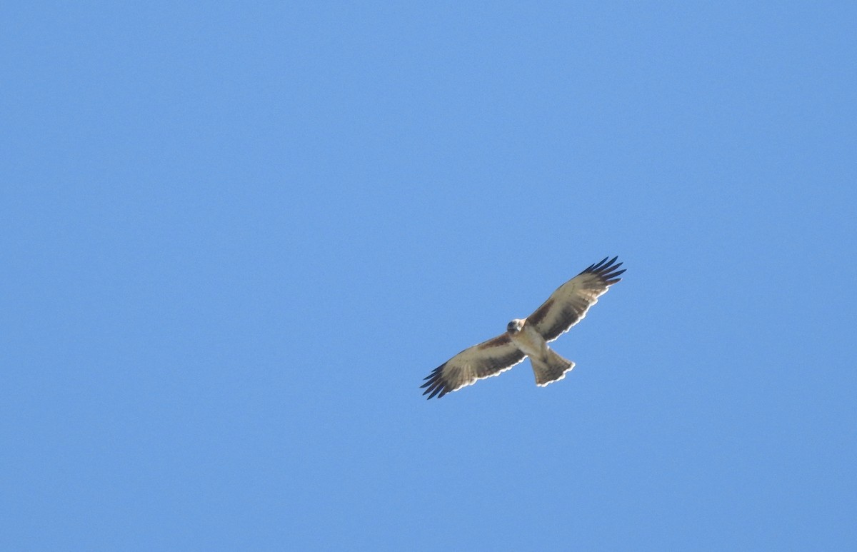 Little Eagle - ML156310611