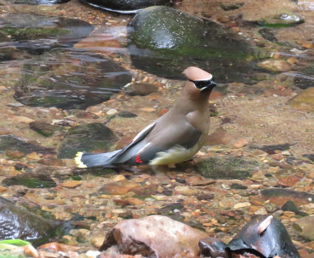 Cedar Waxwing - ML156311401