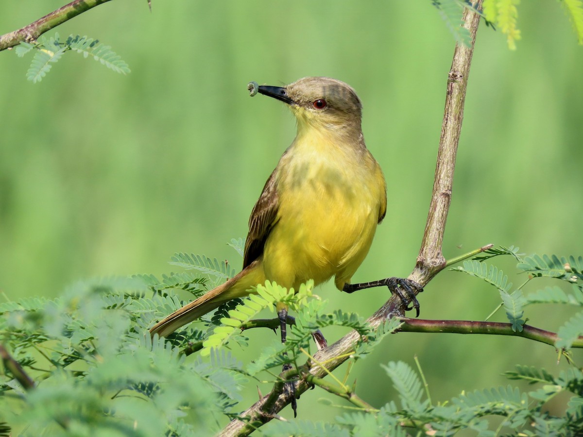 Picabuey - ML156311621