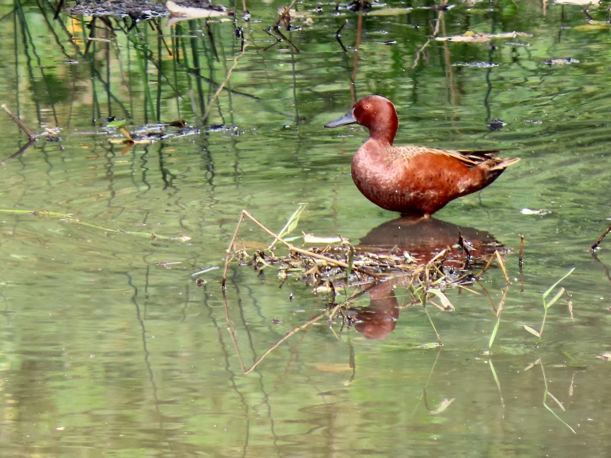 Cerceta Colorada - ML156311891
