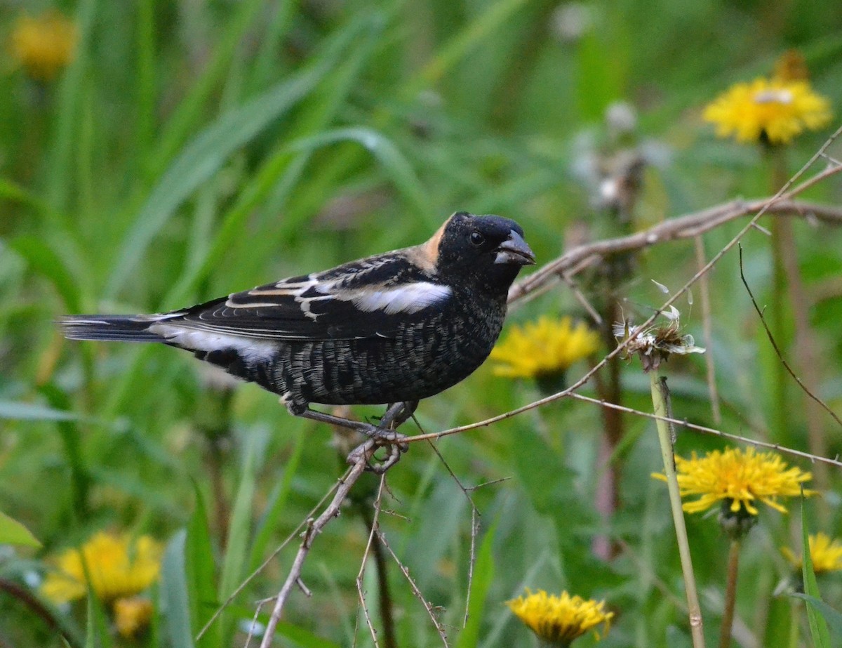 Bobolink - Peter Paul