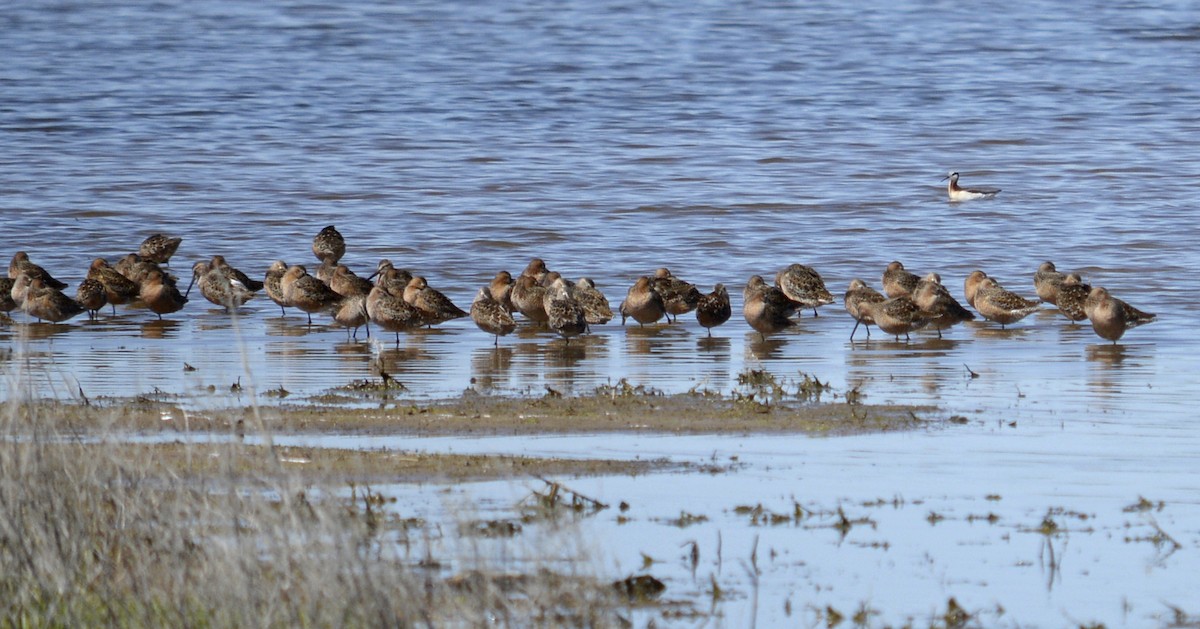 Long-billed Dowitcher - ML156312301