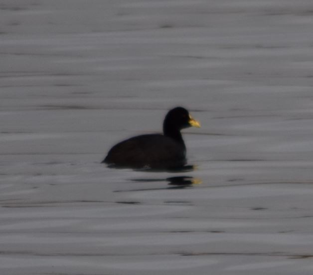 Red-gartered Coot - Felipe Undurraga