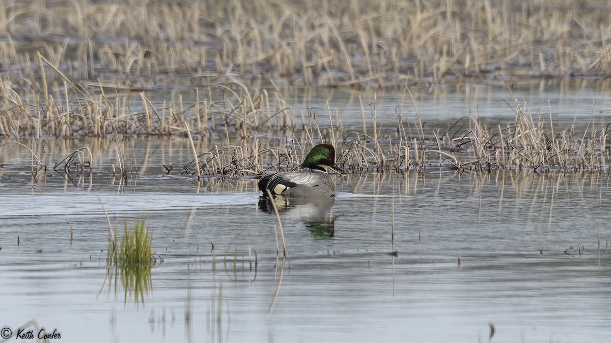 Falcated Duck - ML156313641