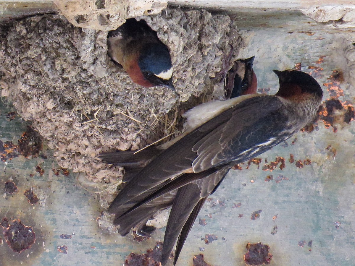 Cliff Swallow - Marcus Rosten