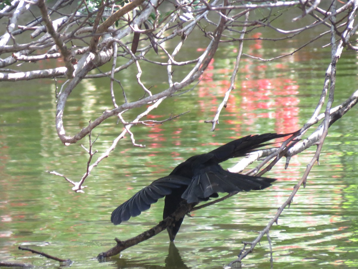 Smooth-billed Ani - ML156314931