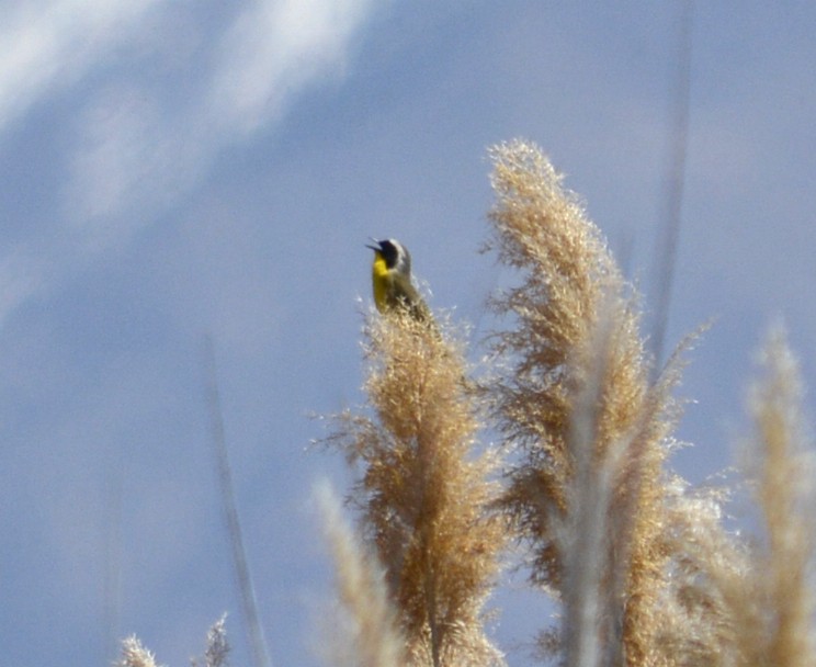 Common Yellowthroat - ML156315851