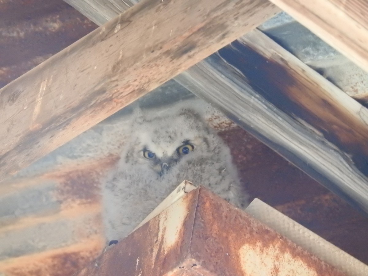 Great Horned Owl - Cat Abbott