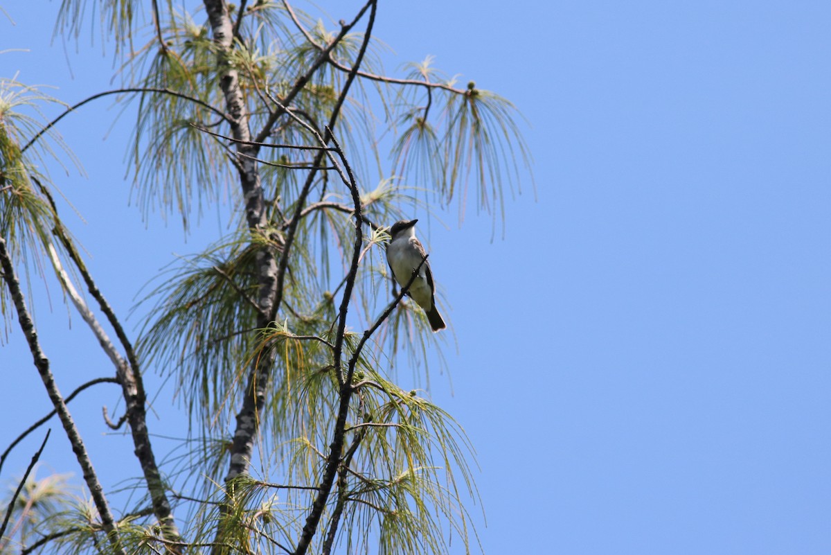 new world flycatcher sp. - Rhett Harper