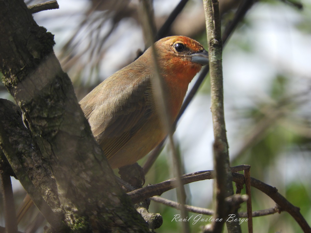 Hepatic Tanager - ML156321341