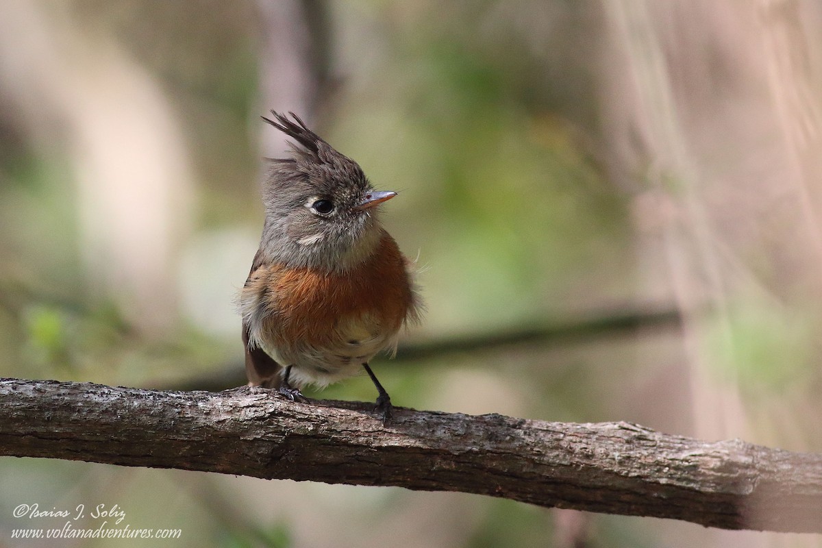 Belted Flycatcher - ML156321811