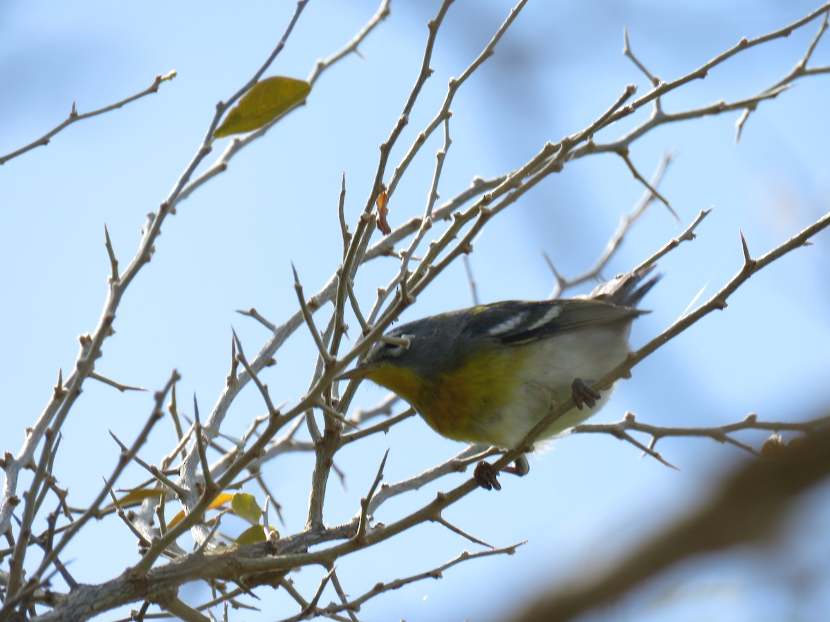 Northern Parula - Greg Kanies