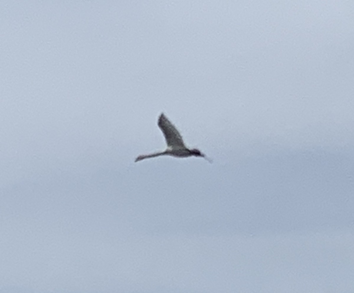 Trumpeter Swan - ML156324821