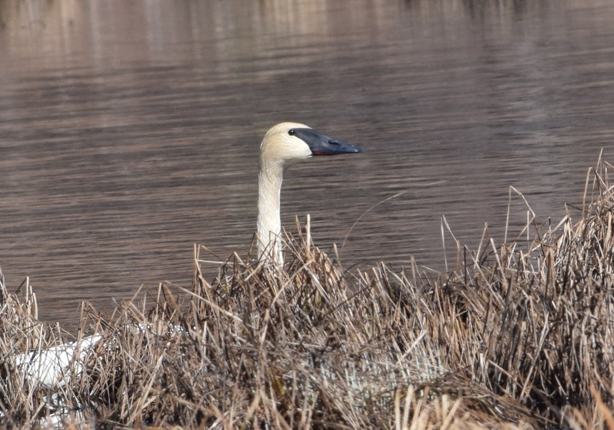 Trumpeter Swan - Dessi Sieburth