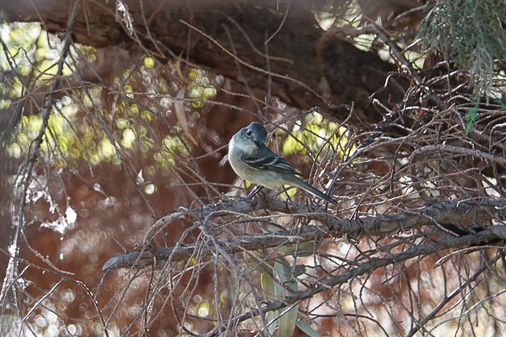 Gray Flycatcher - ML156325881