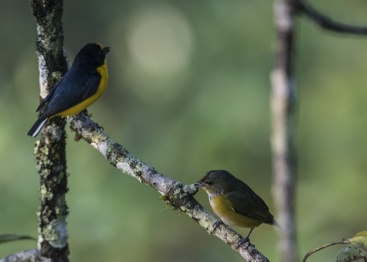 Yellow-throated Euphonia - ML156326141