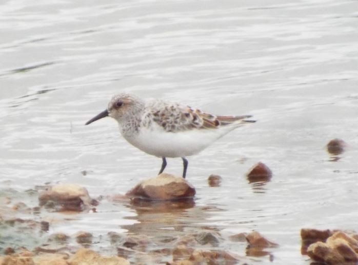 Bécasseau sanderling - ML156326431