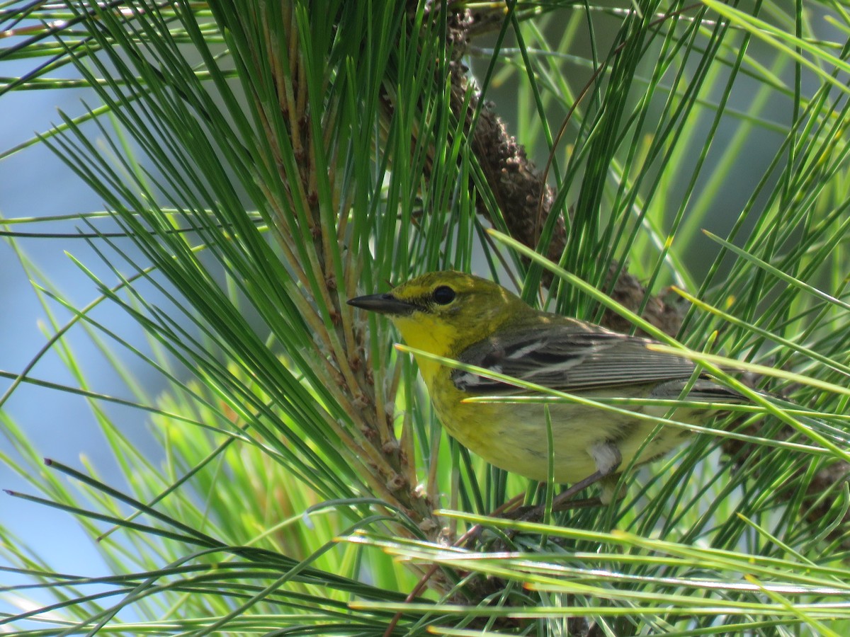 Pine Warbler - Bridget Davis