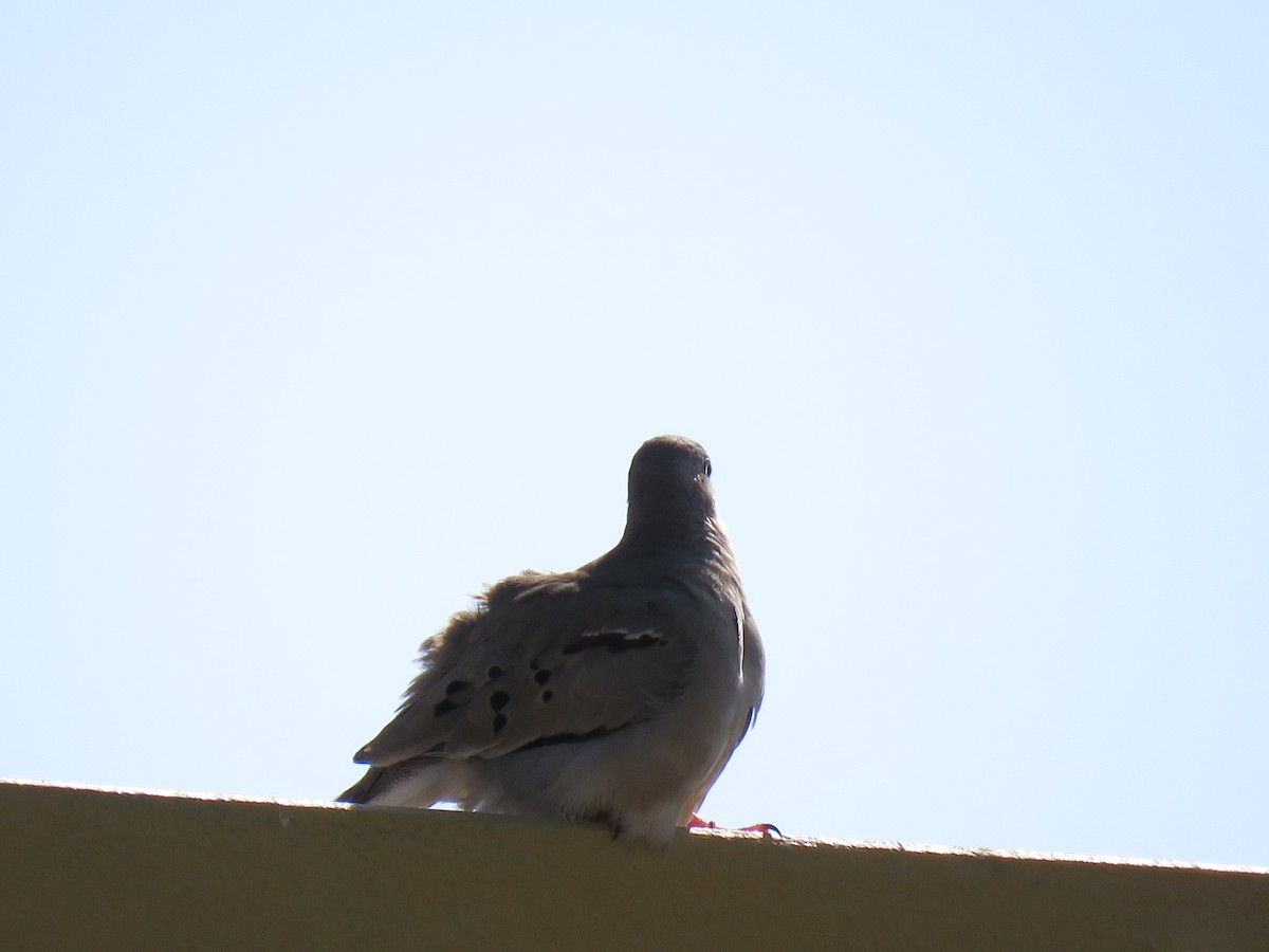 Croaking Ground Dove - maria oviedo