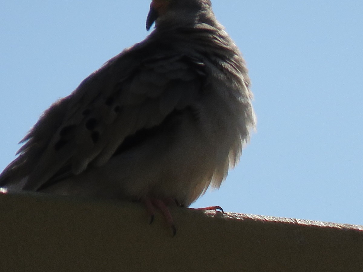 Croaking Ground Dove - ML156328781