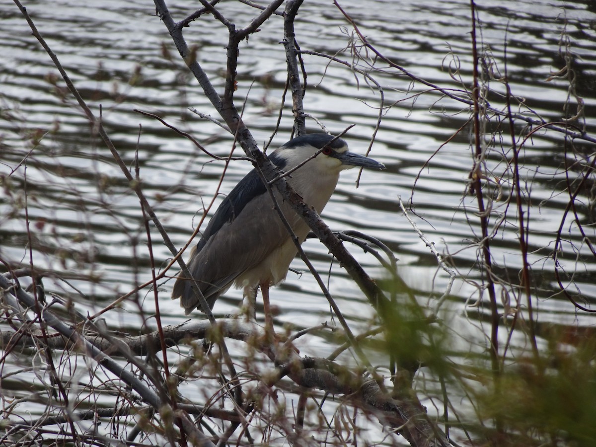 Black-crowned Night Heron - ML156330121