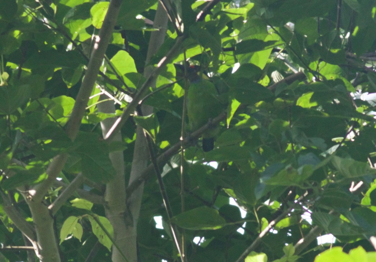 barbet zlatovousý (ssp. chrysopsis) - ML156330591