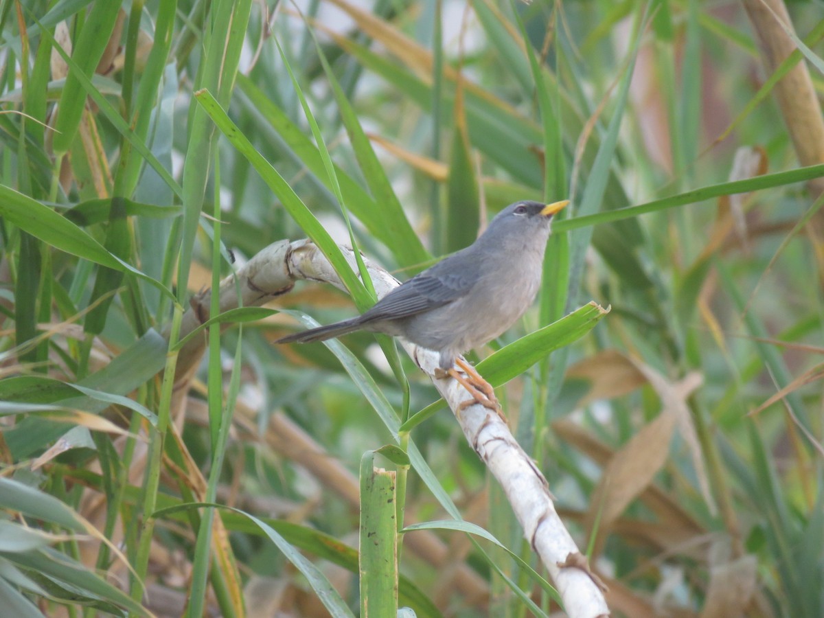 Slender-billed Finch - maria oviedo