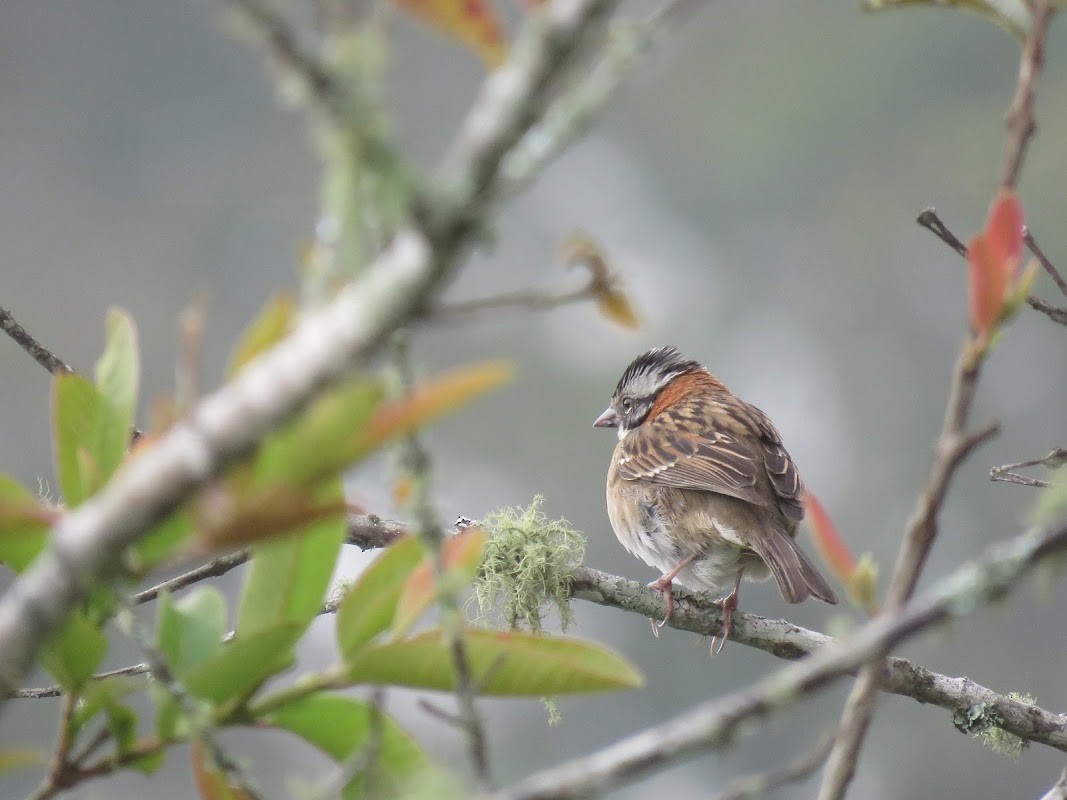 Rufous-collared Sparrow - ML156331111
