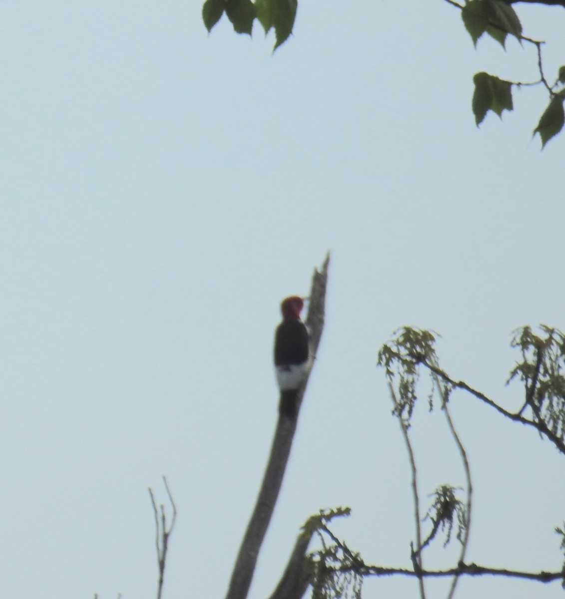 Red-headed Woodpecker - ML156331321