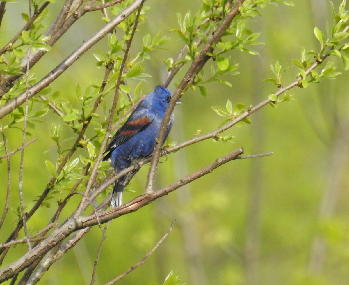 Blue Grosbeak - ML156331681