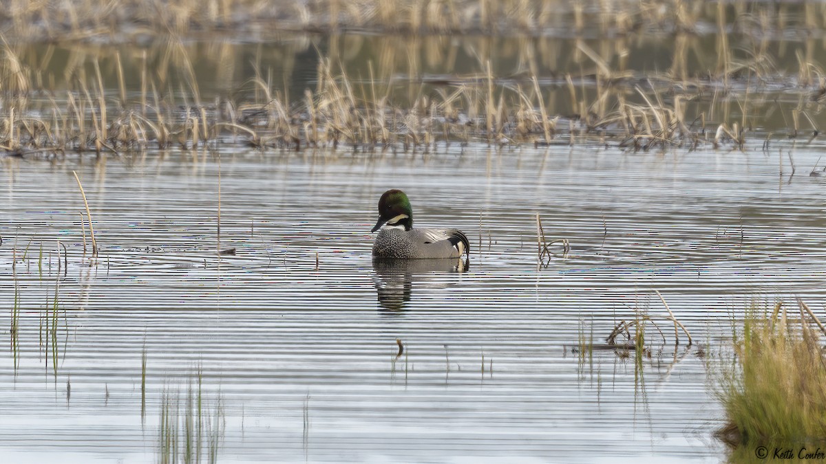 Falcated Duck - ML156332161