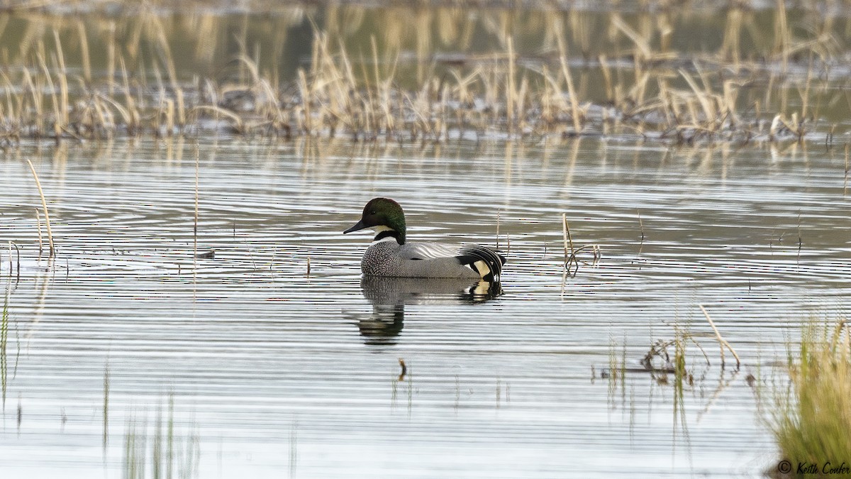 Falcated Duck - ML156332231