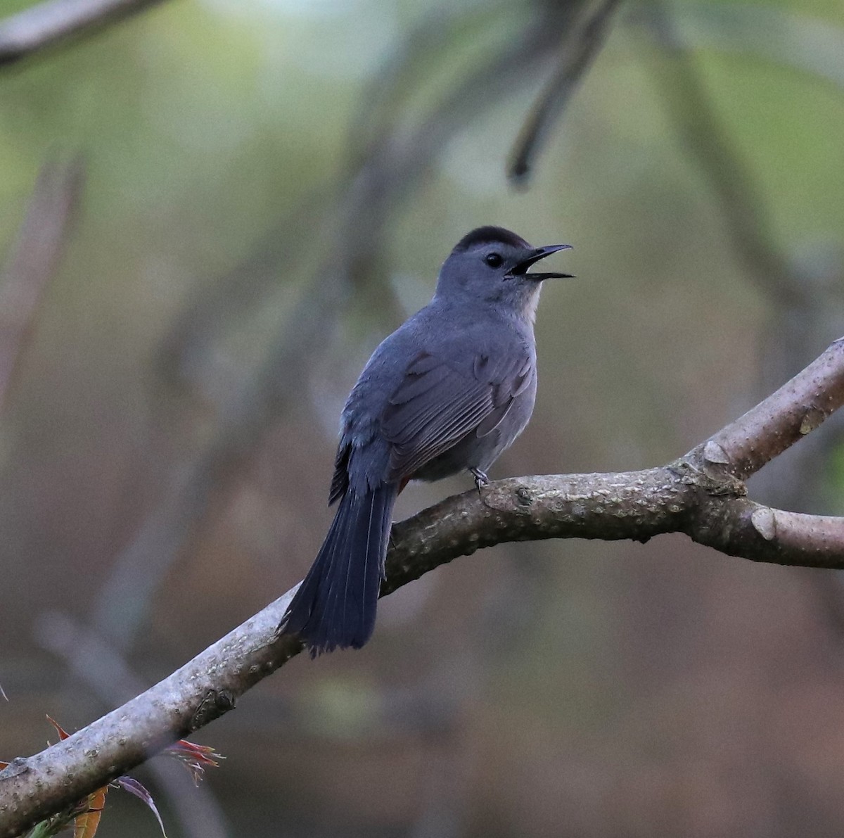 Gray Catbird - ML156333121