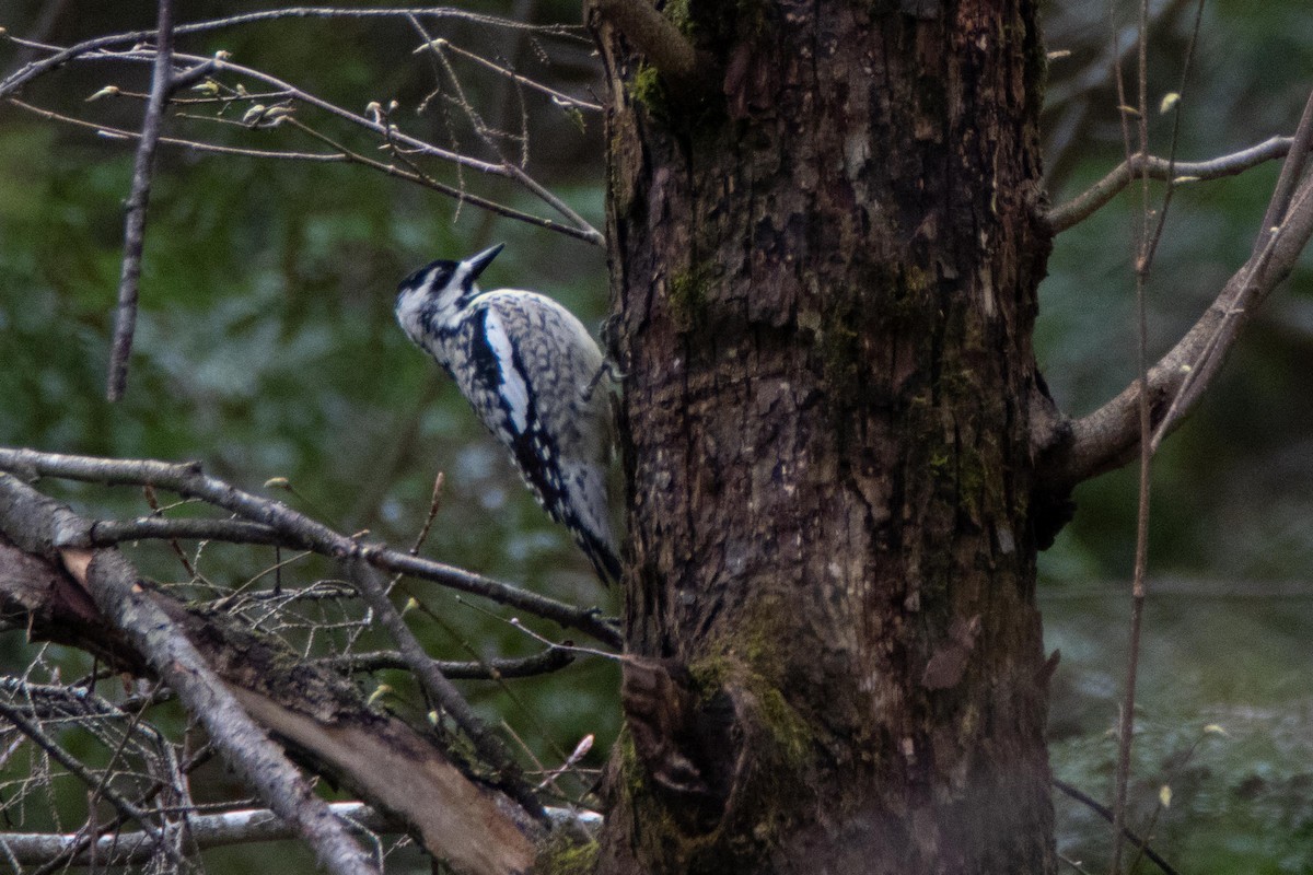 Yellow-bellied Sapsucker - ML156333781