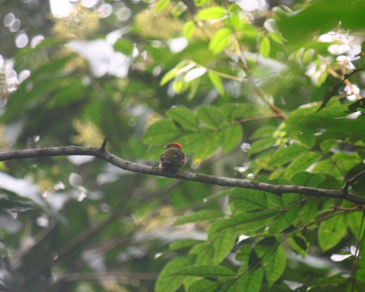 Striolated Manakin - Andrea Morales Rozo