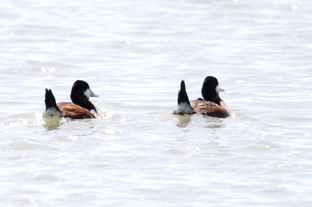 Ruddy Duck - ML156335891