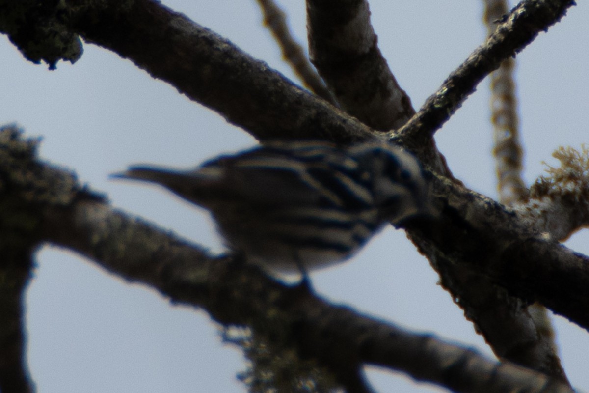 Black-and-white Warbler - ML156336021