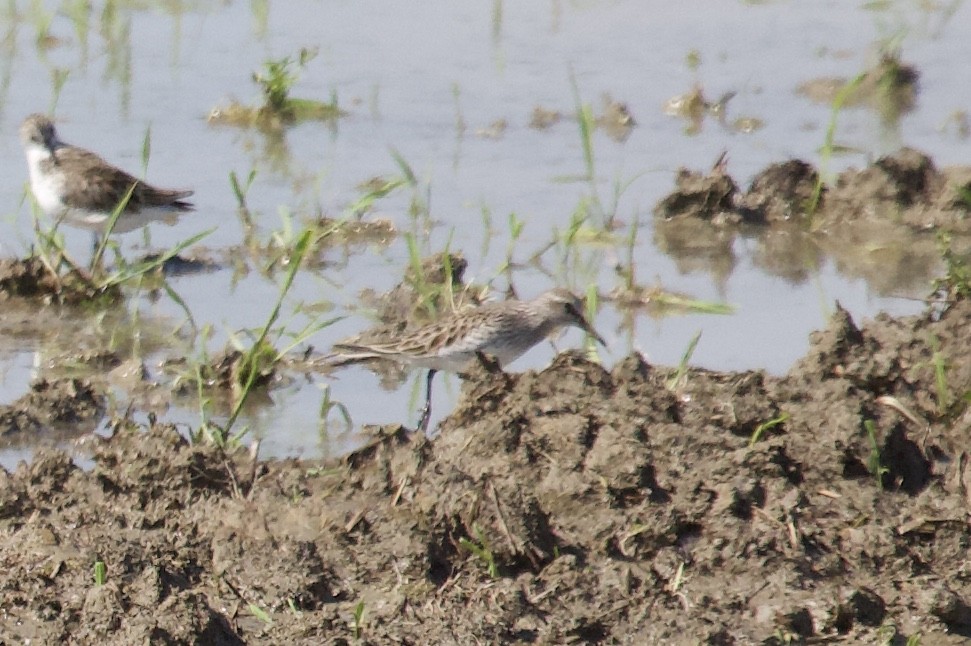 White-rumped Sandpiper - ML156336431