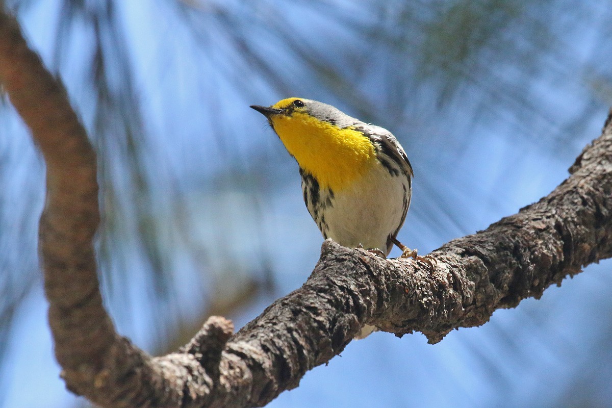 Grace's Warbler - ML156337161