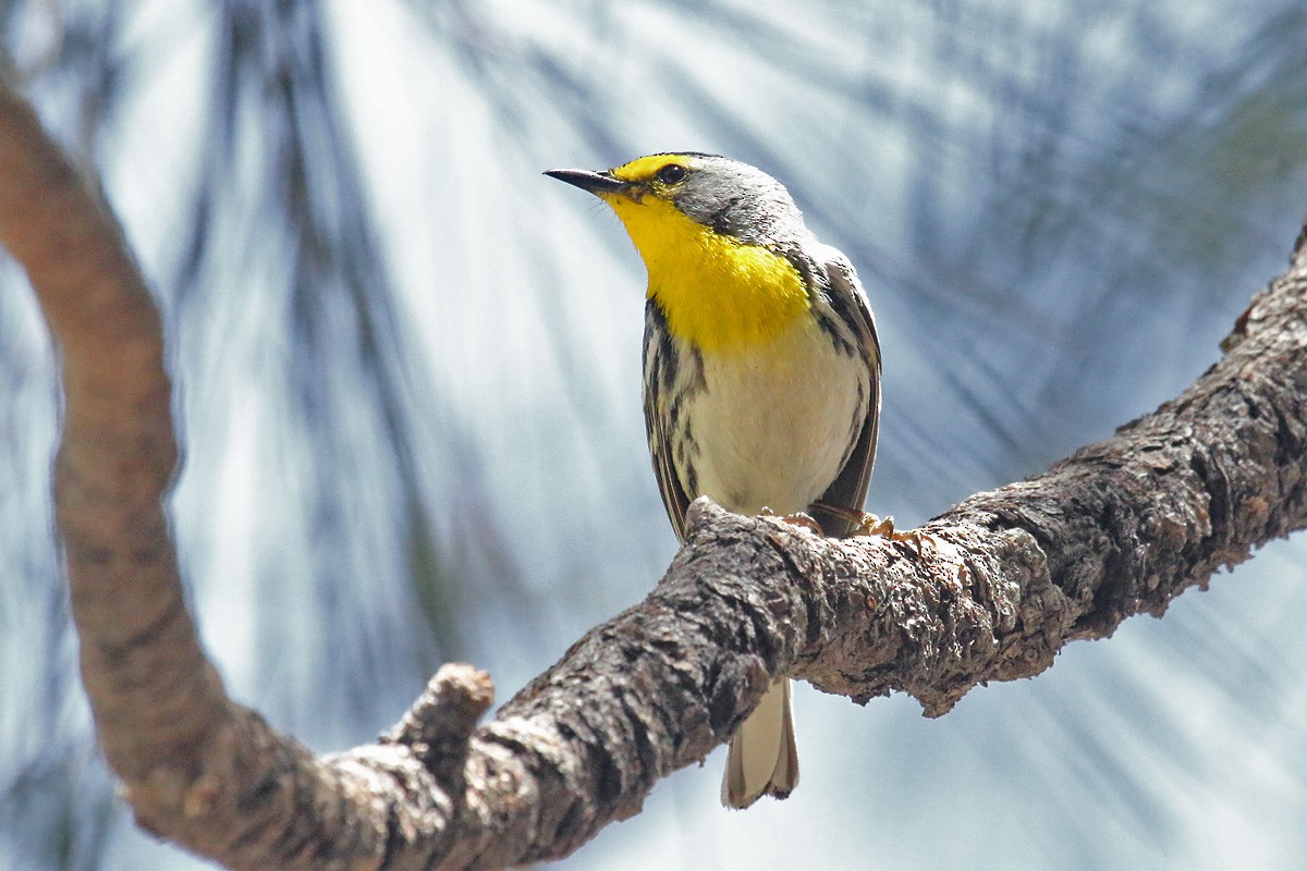 Grace's Warbler - ML156337171