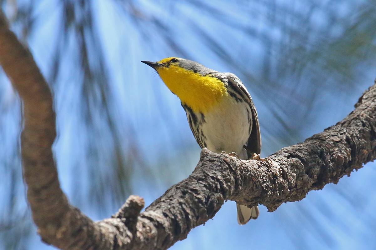 Grace's Warbler - ML156337181