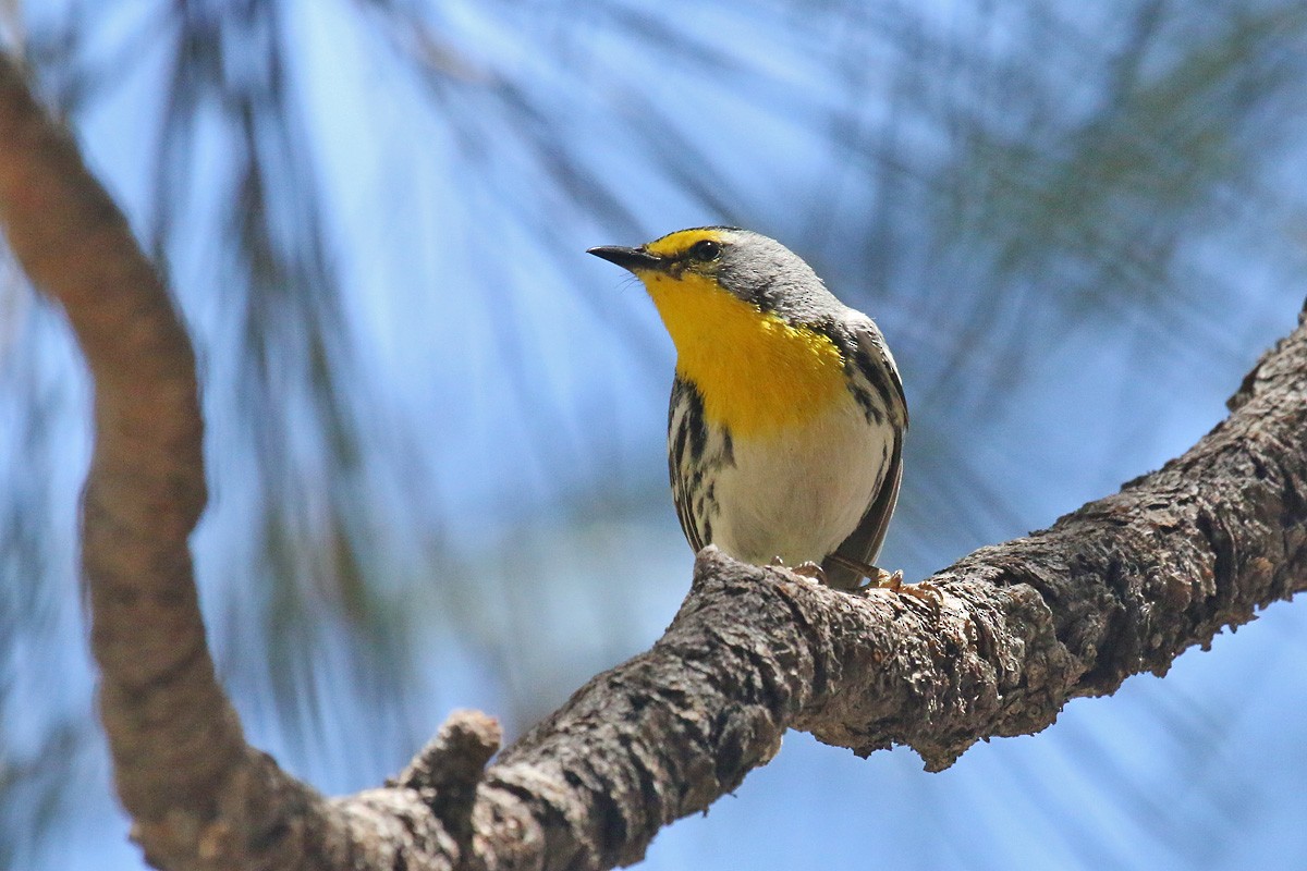 Grace's Warbler - ML156337191