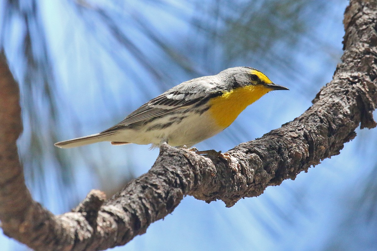Grace's Warbler - ML156337201