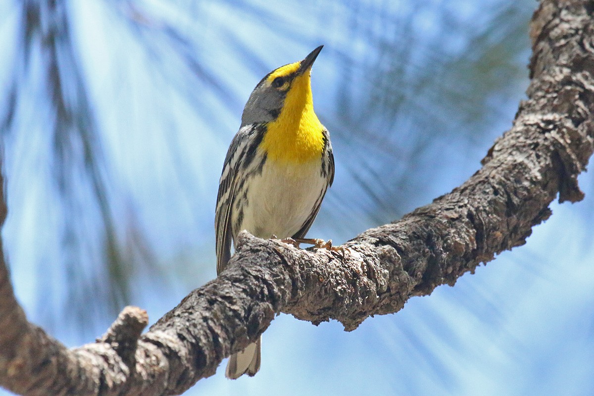 Grace's Warbler - ML156337211