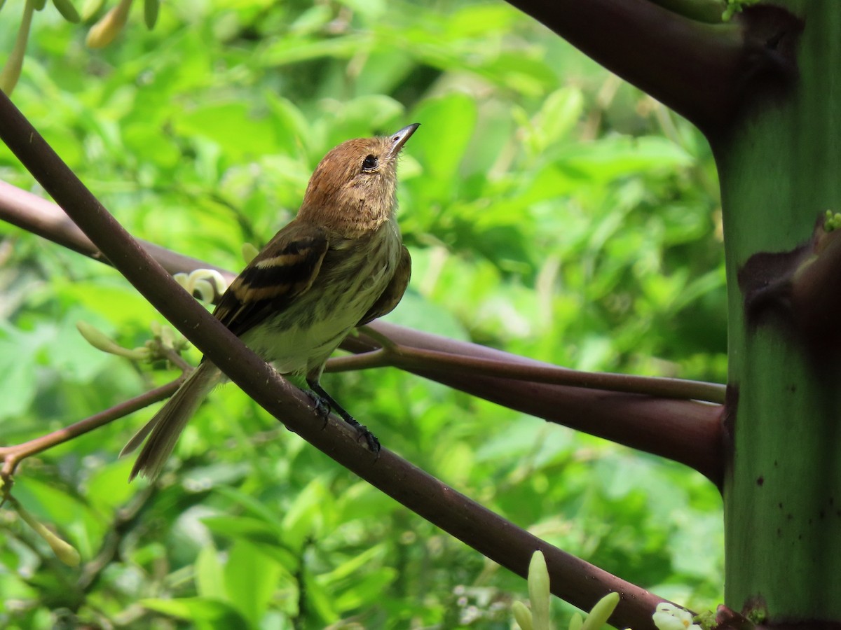 Mosquero Estriado - ML156337321