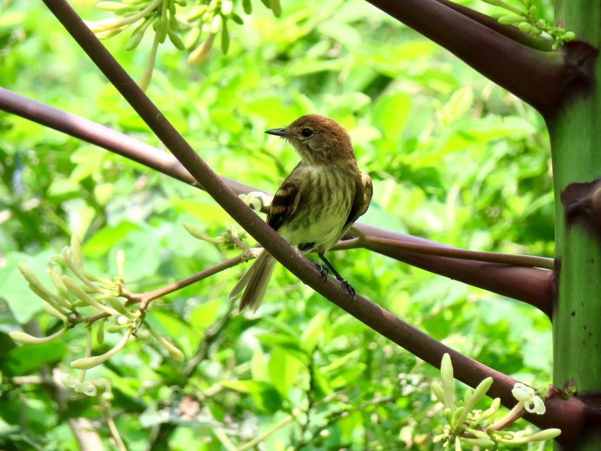 Mosquero Estriado - ML156337331